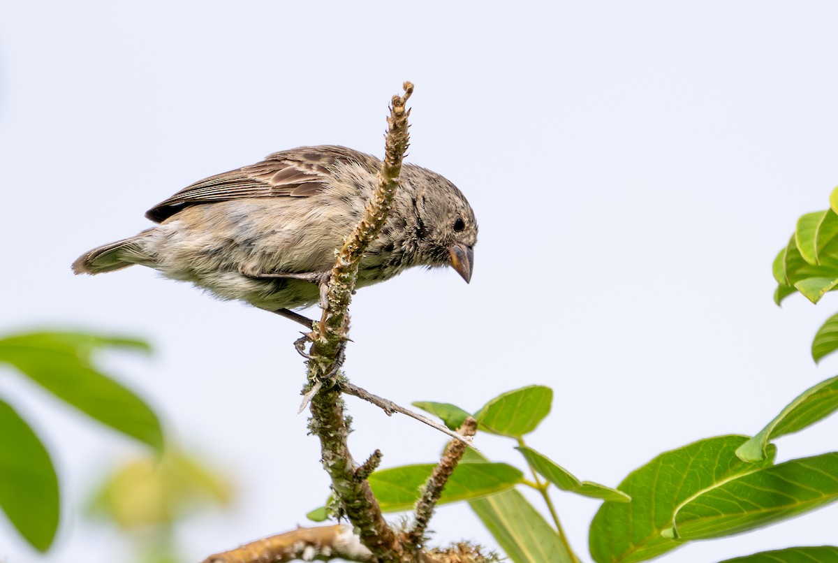 Medium Ground-Finch - ML638759964