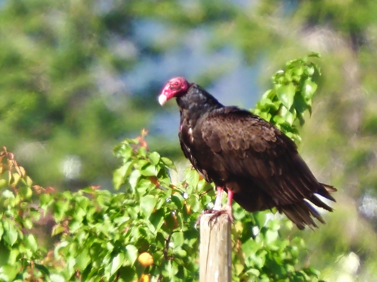 Turkey Vulture - ML638760071