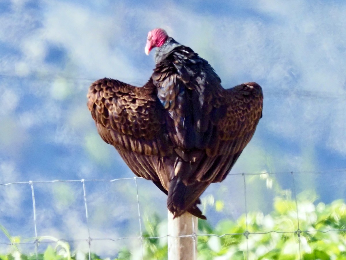 Turkey Vulture - ML638760105