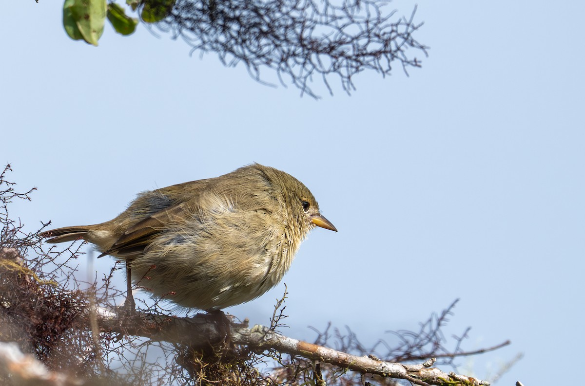 Waldsänger-Darwinfink - ML638760106