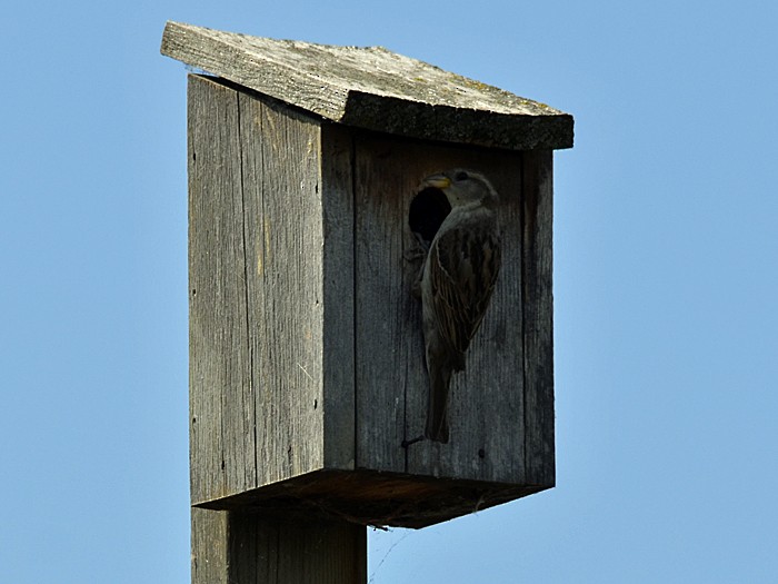 House Sparrow - Robin Sowton