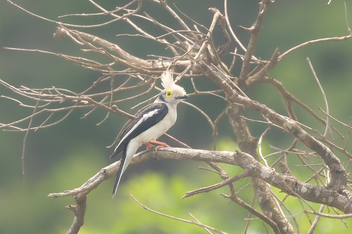 White-crested Helmetshrike (Long-crested) - ML638760112