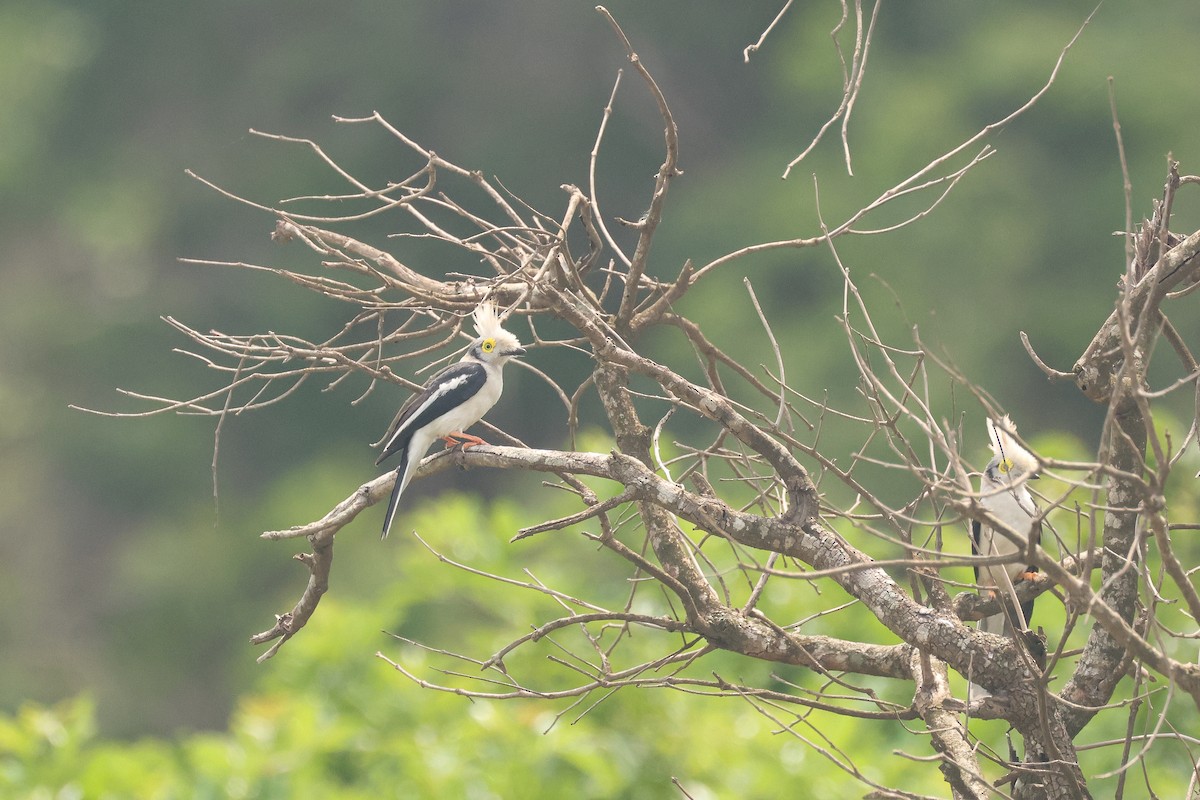 White-crested Helmetshrike (Long-crested) - ML638760114
