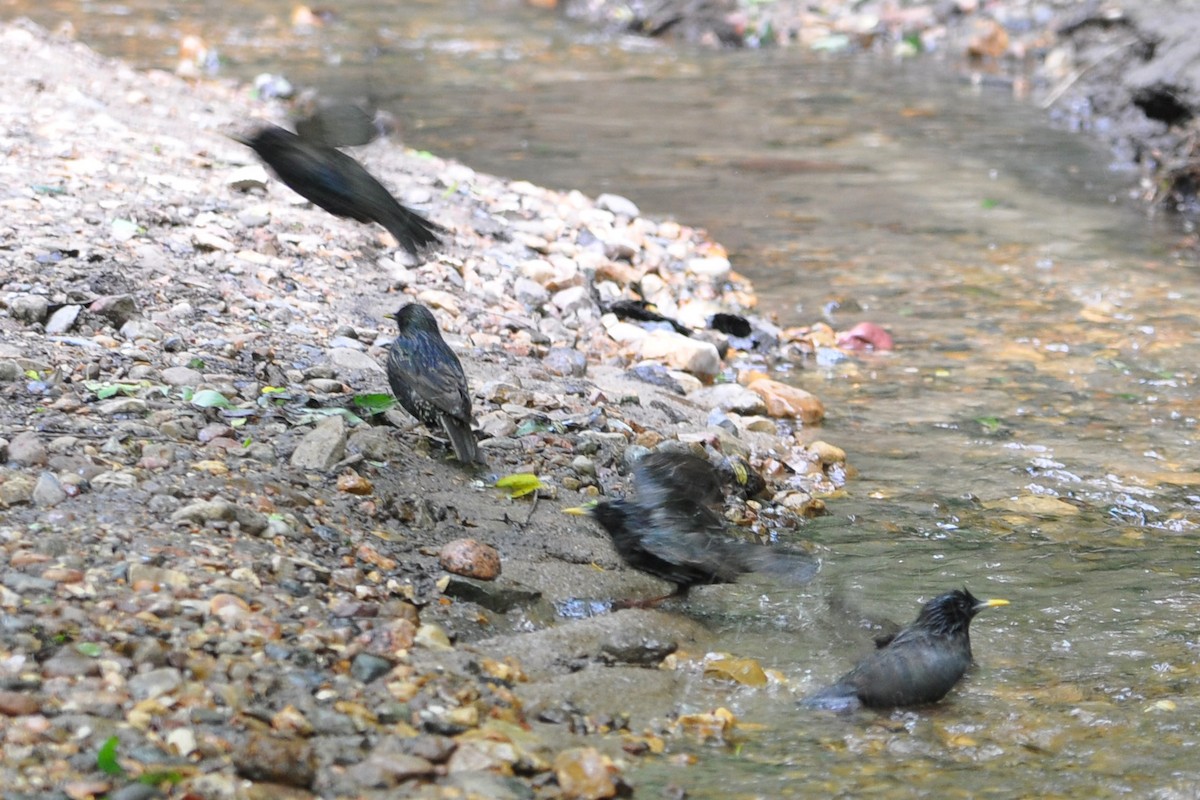 European Starling - ML638760125
