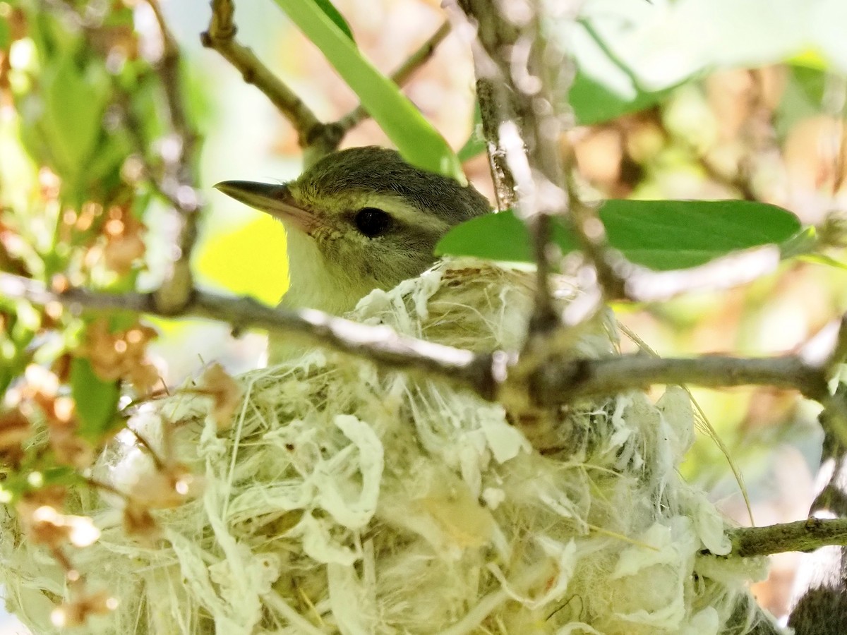 Warbling Vireo - ML638760128