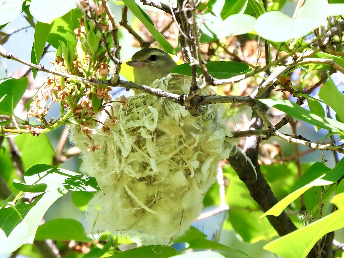 Warbling Vireo - ML638760151