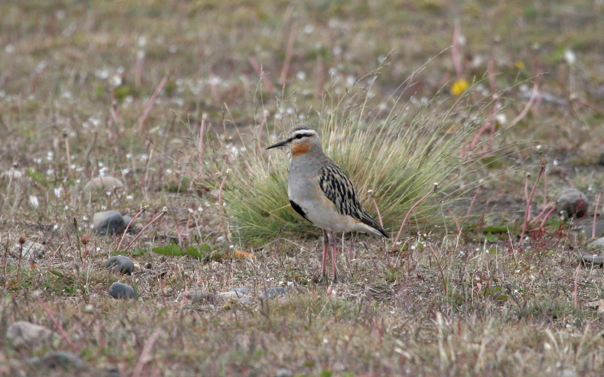 Tawny-throated Dotterel - ML638760219