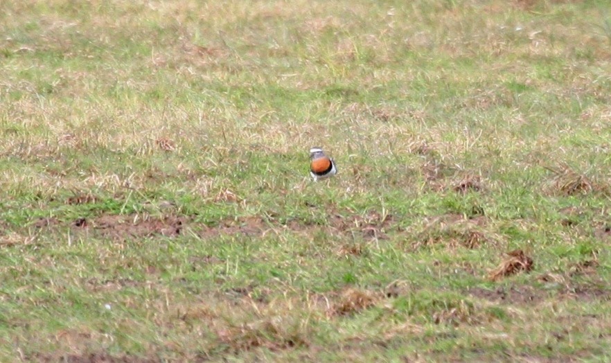 Rufous-chested Dotterel - ML638760226