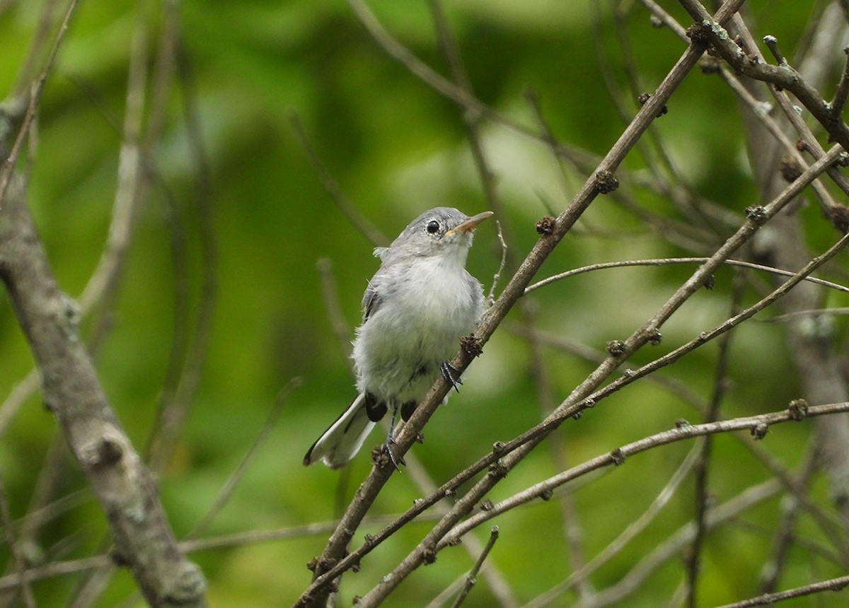 Blue-gray Gnatcatcher - ML638760232