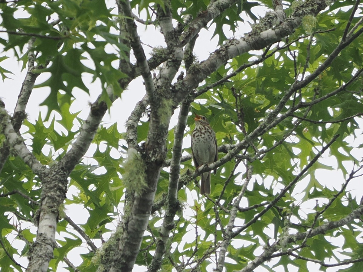 Hermit Thrush - ML638760248