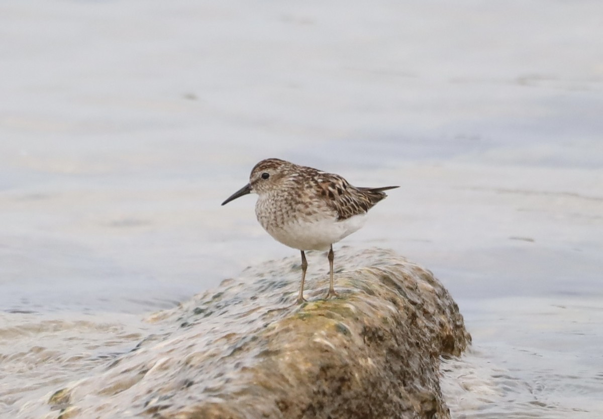 Least Sandpiper - ML638760264