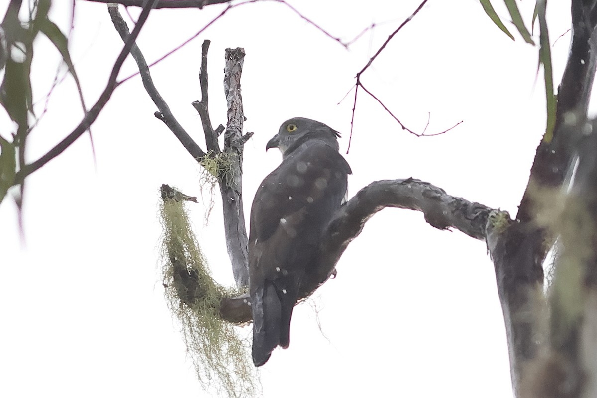 Pacific Baza - ML638760272