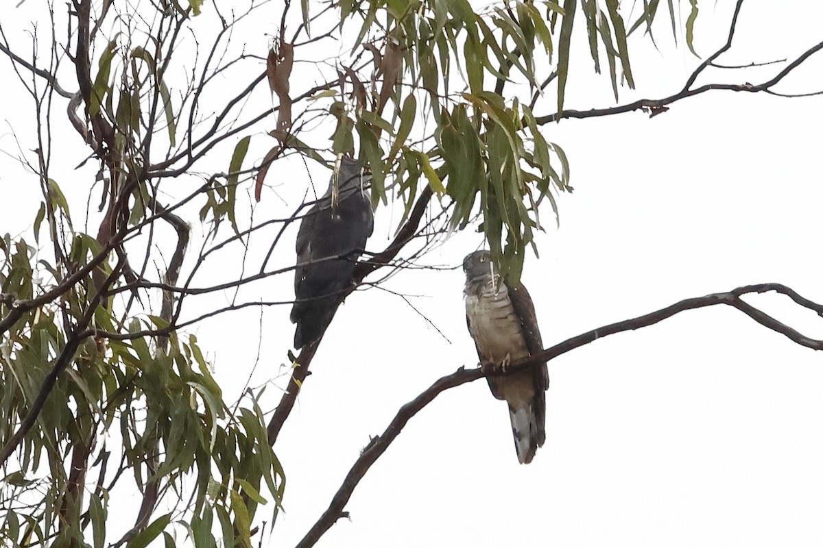 Pacific Baza - ML638760275