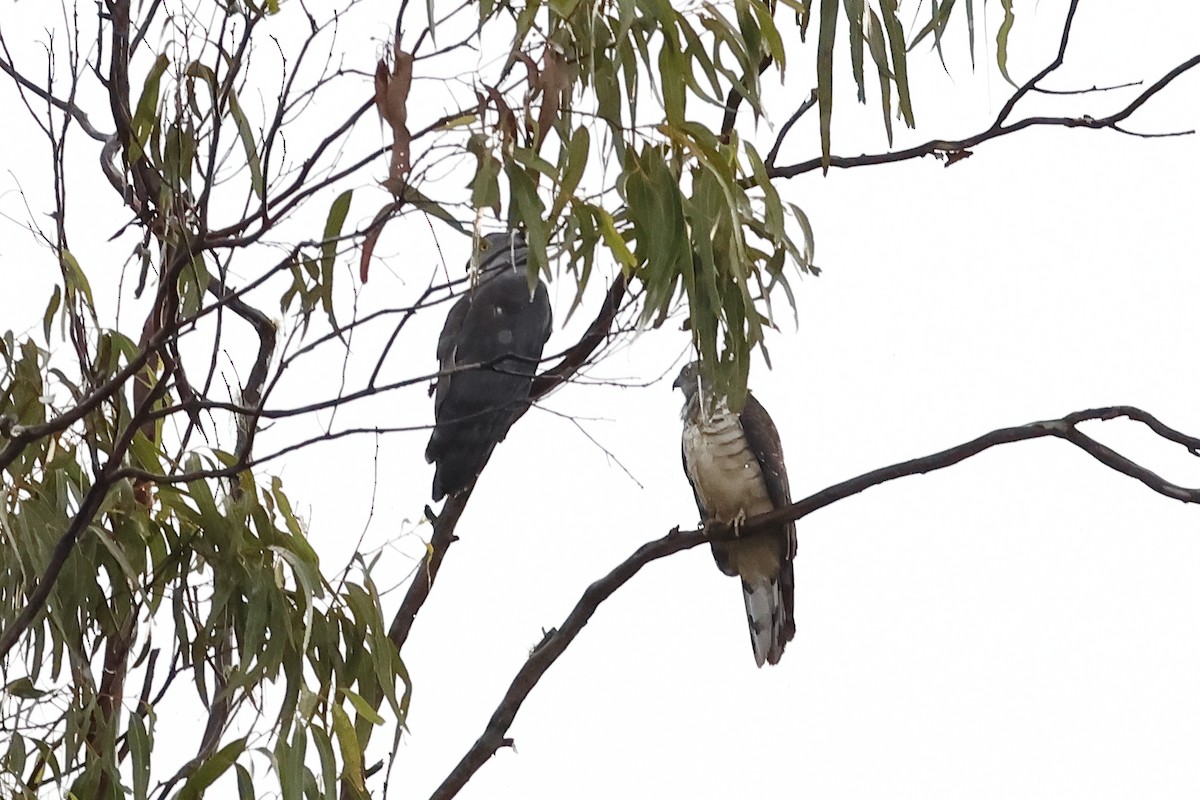 Pacific Baza - ML638760276