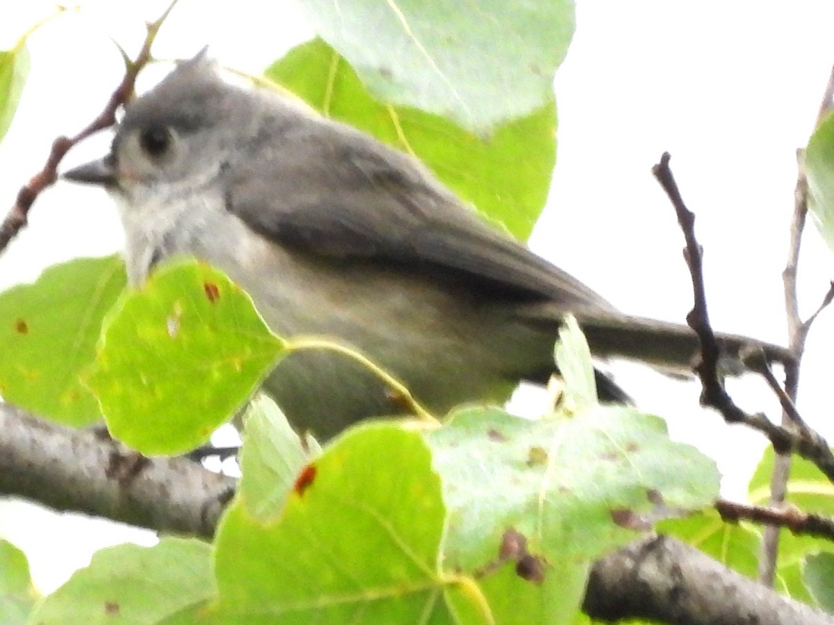 Tufted Titmouse - ML638760290