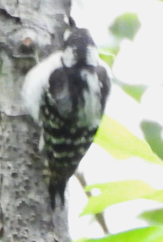 Downy Woodpecker - ML638760295