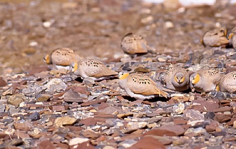 Tibetan Sandgrouse - ML638760296