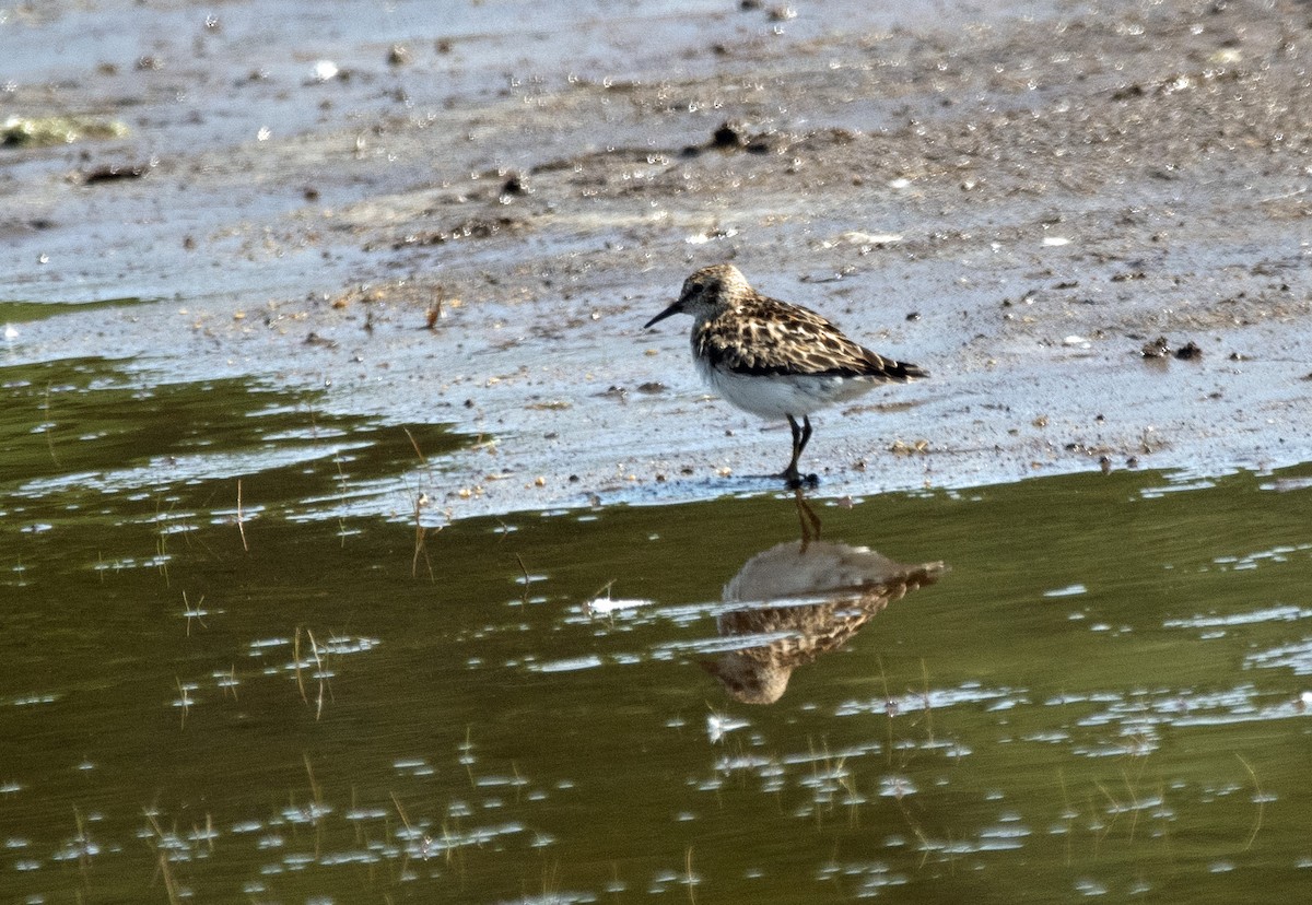 Least Sandpiper - ML638760297