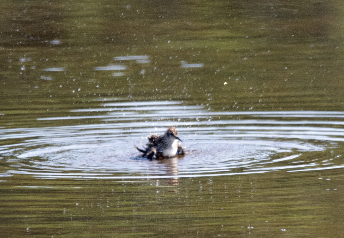 Least Sandpiper - ML638760298