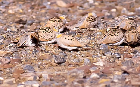 Tibetan Sandgrouse - ML638760299