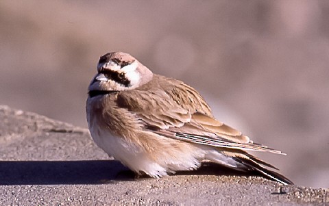 Horned Lark - ML638760301