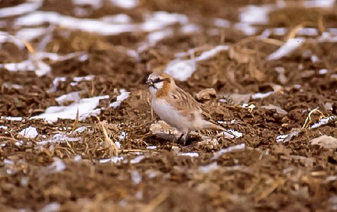 Rufous-necked Snowfinch - ML638760305