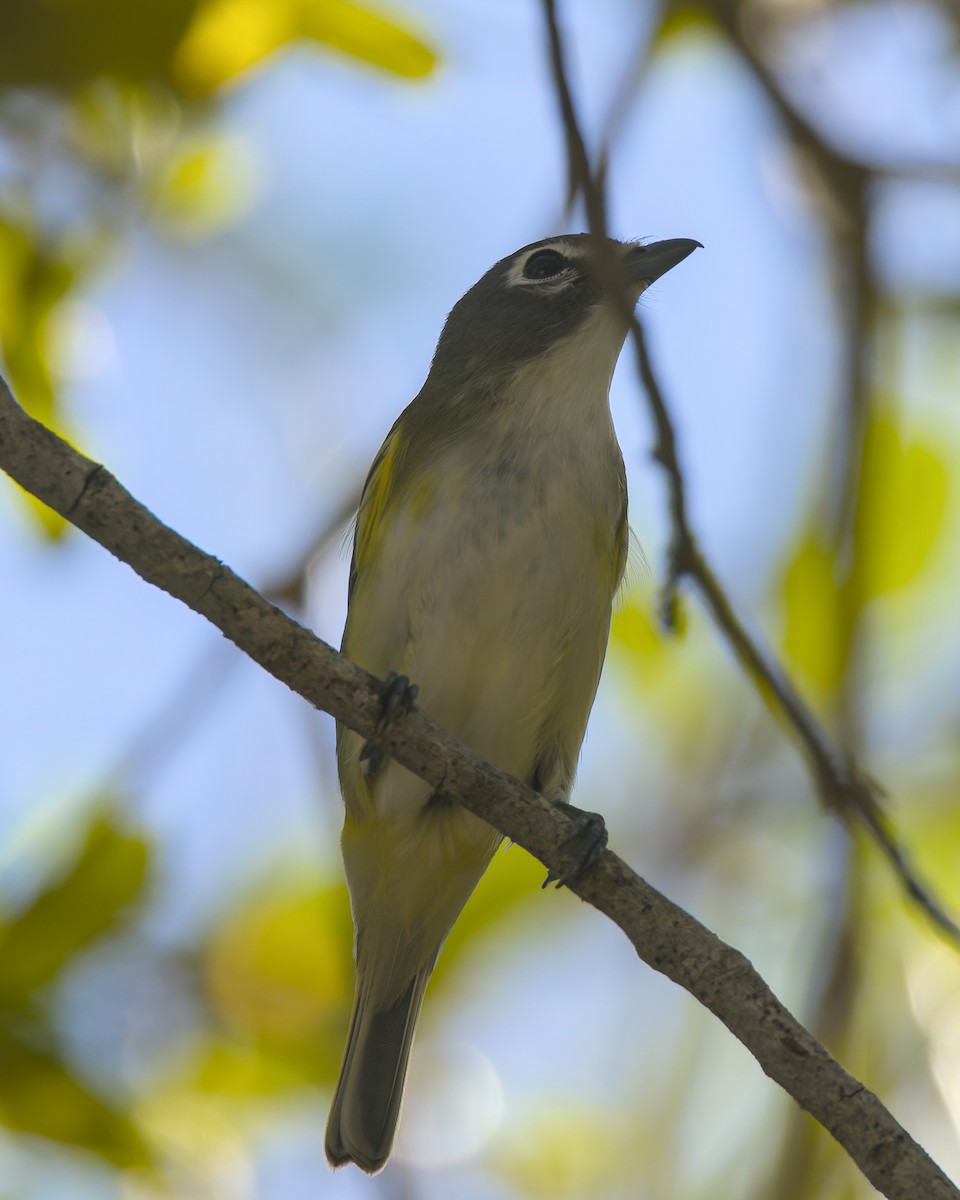 Mavi Başlı Vireo - ML638760329