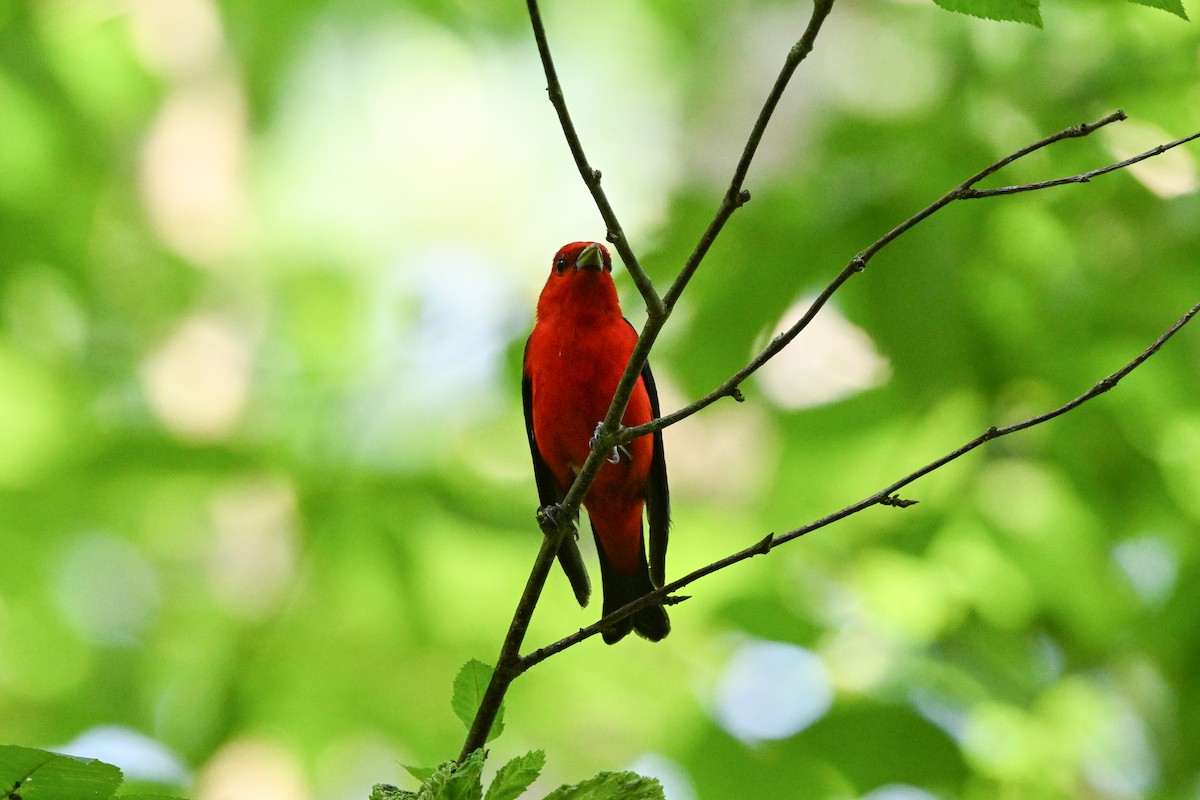 Scarlet Tanager - ML638760344