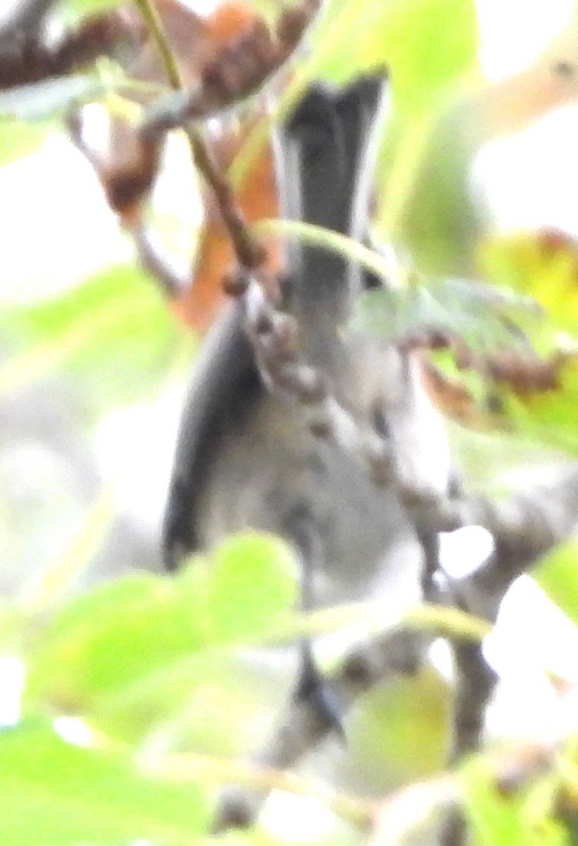 Blue-gray Gnatcatcher - ML638760384