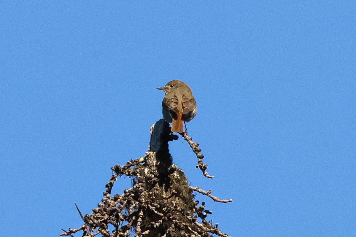 Hermit Thrush - ML638760386