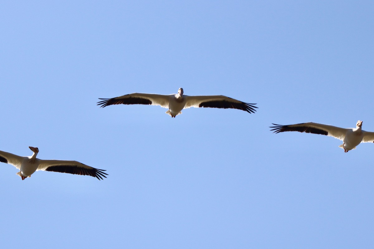 American White Pelican - ML638760396