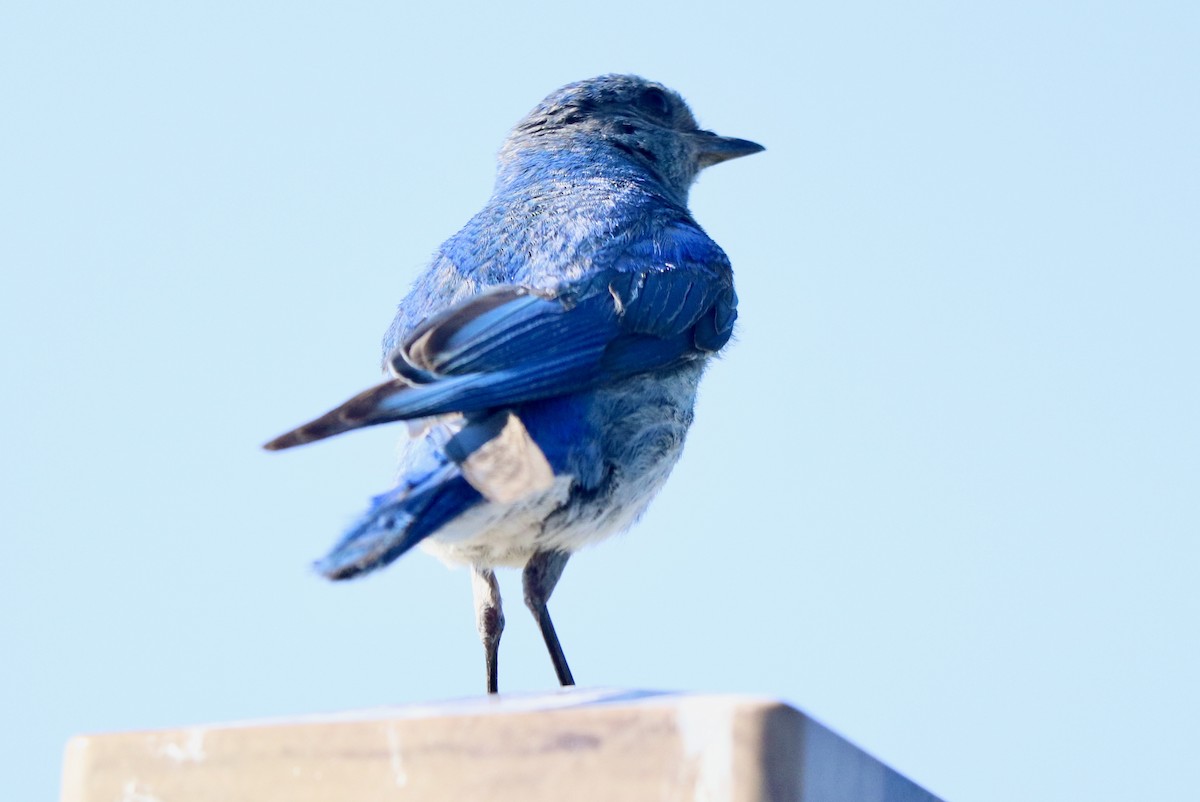 Mountain Bluebird - ML638760412