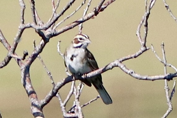 Lark Sparrow - ML638760420