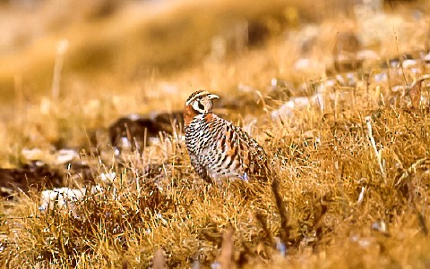 Tibetan Partridge - ML638760434