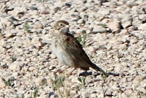 Vesper Sparrow - ML638760442