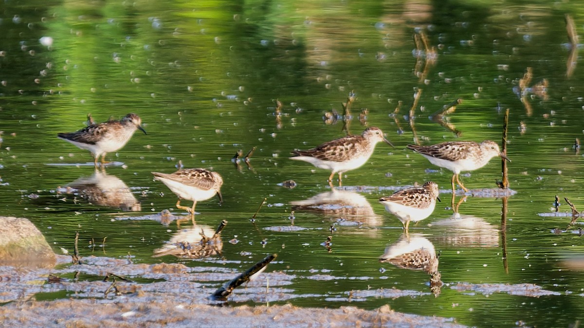 Least Sandpiper - ML638760452