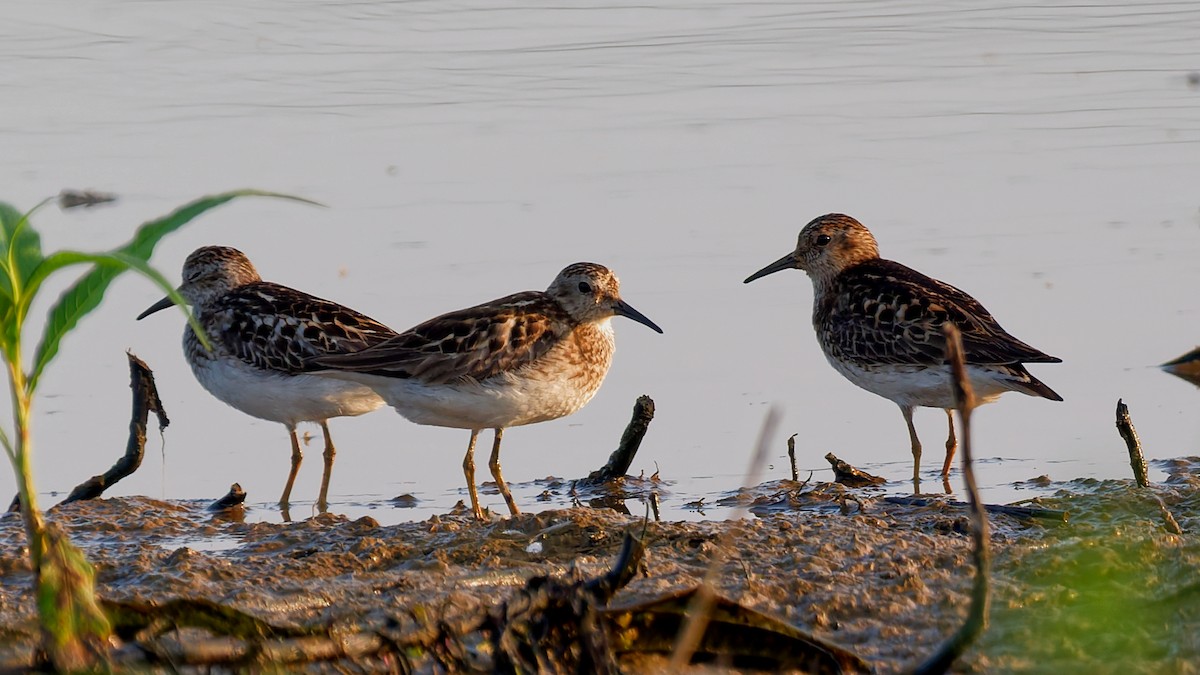 Least Sandpiper - ML638760453