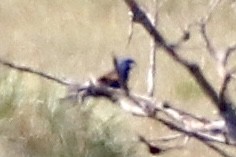 Blue Grosbeak - ML638760457