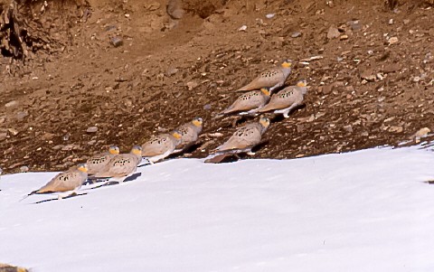 Tibetan Sandgrouse - ML638760464