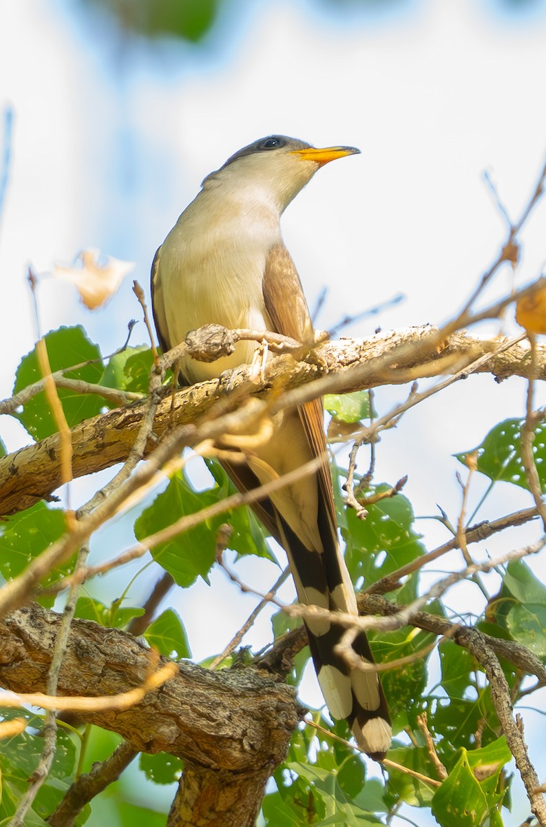 Yellow-billed Cuckoo - ML638760483