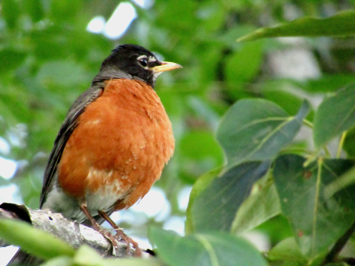 American Robin - ML638760492