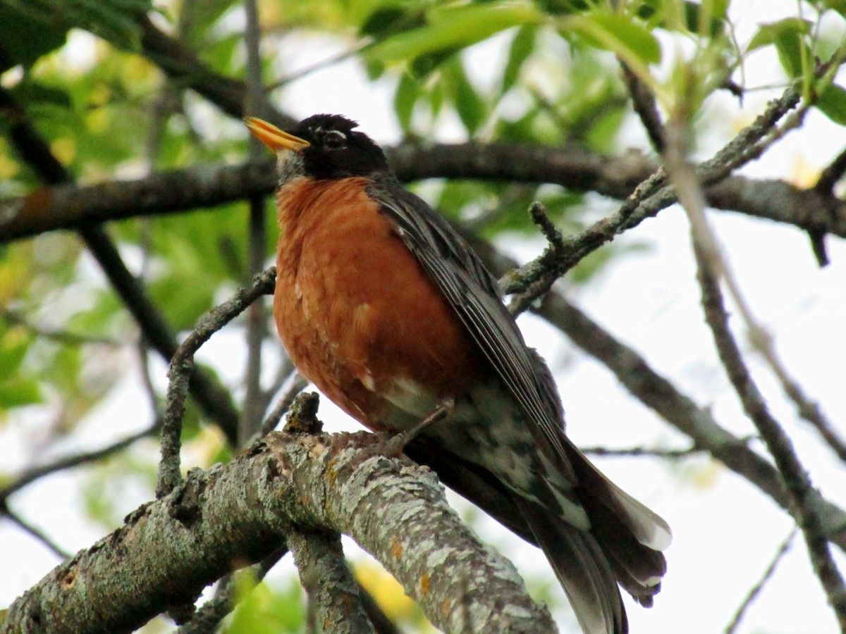 American Robin - ML638760493