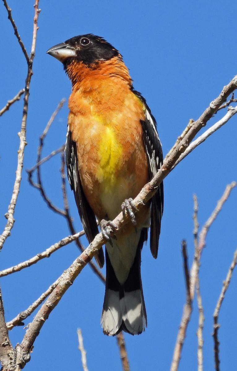 Cardinal à tête noire - ML638760506