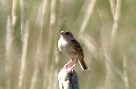 Grasshopper Sparrow - ML638760509