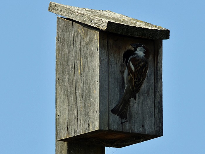House Sparrow - Robin Sowton
