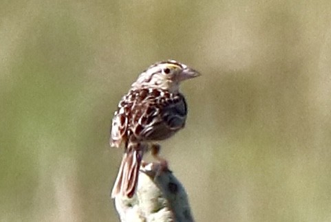 Grasshopper Sparrow - ML638760510
