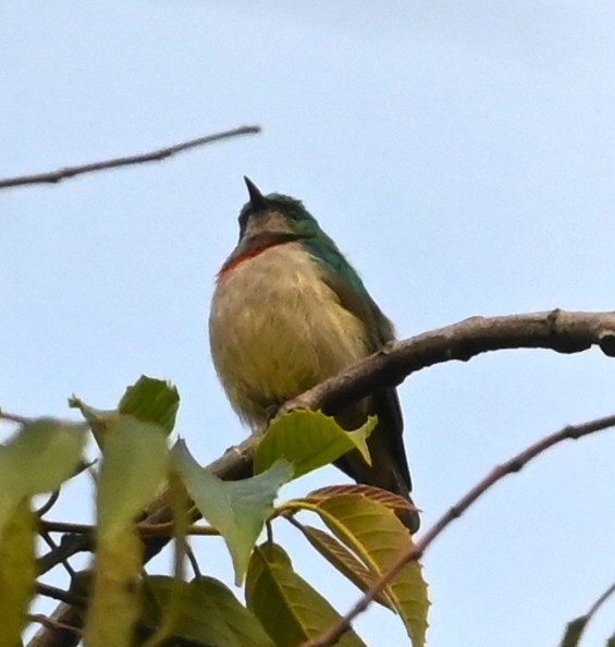 Banded Sunbird - ML638760530