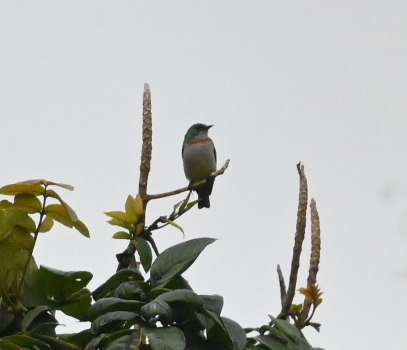 Banded Sunbird - ML638760532