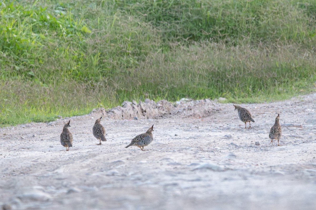 Banded Quail - ML638760539