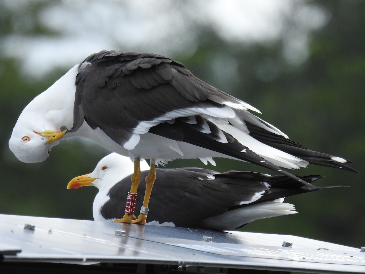 Lesser Black-backed Gull (fuscus) - ML638760563
